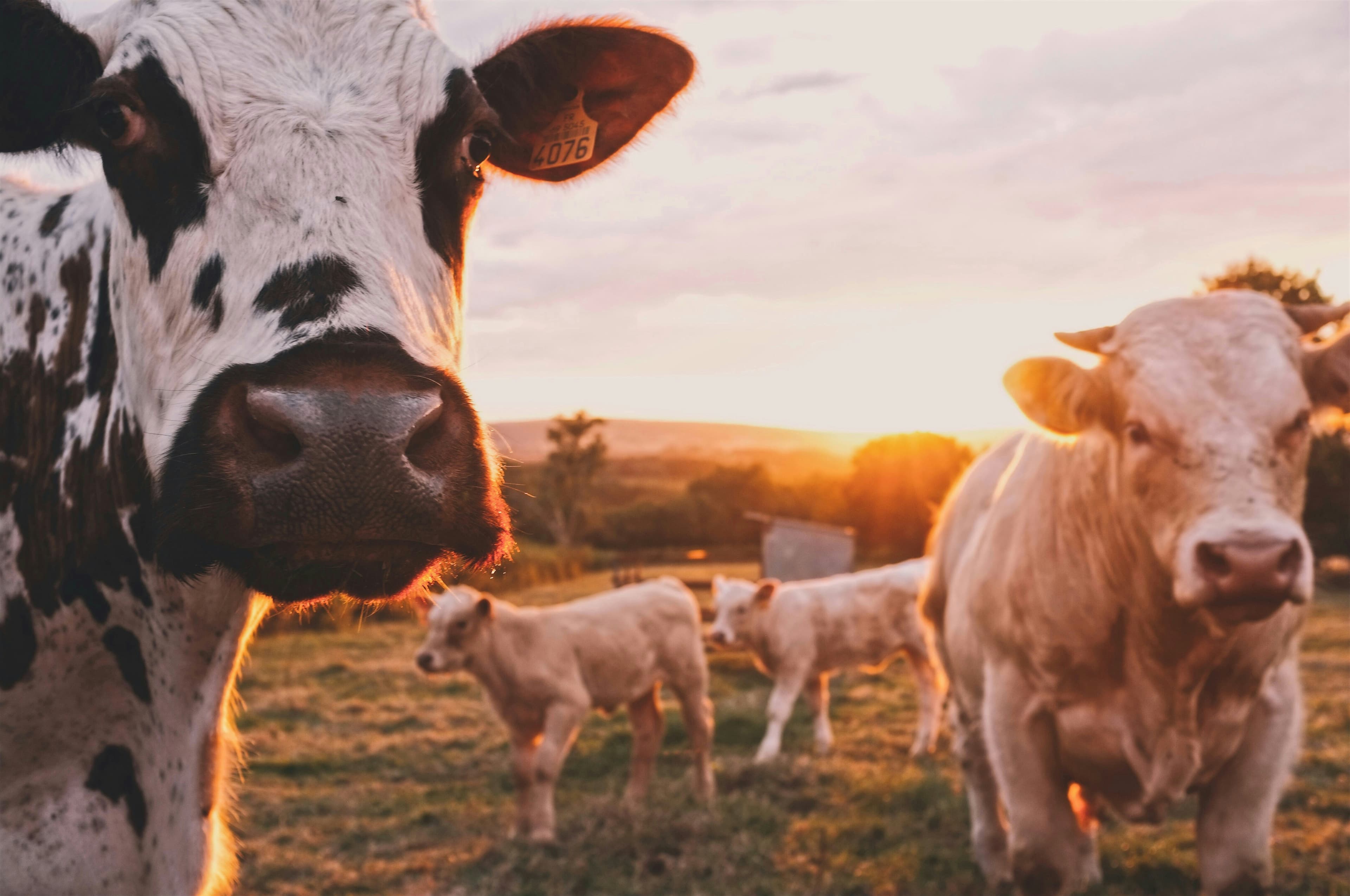 Cattle on a Canadian farm