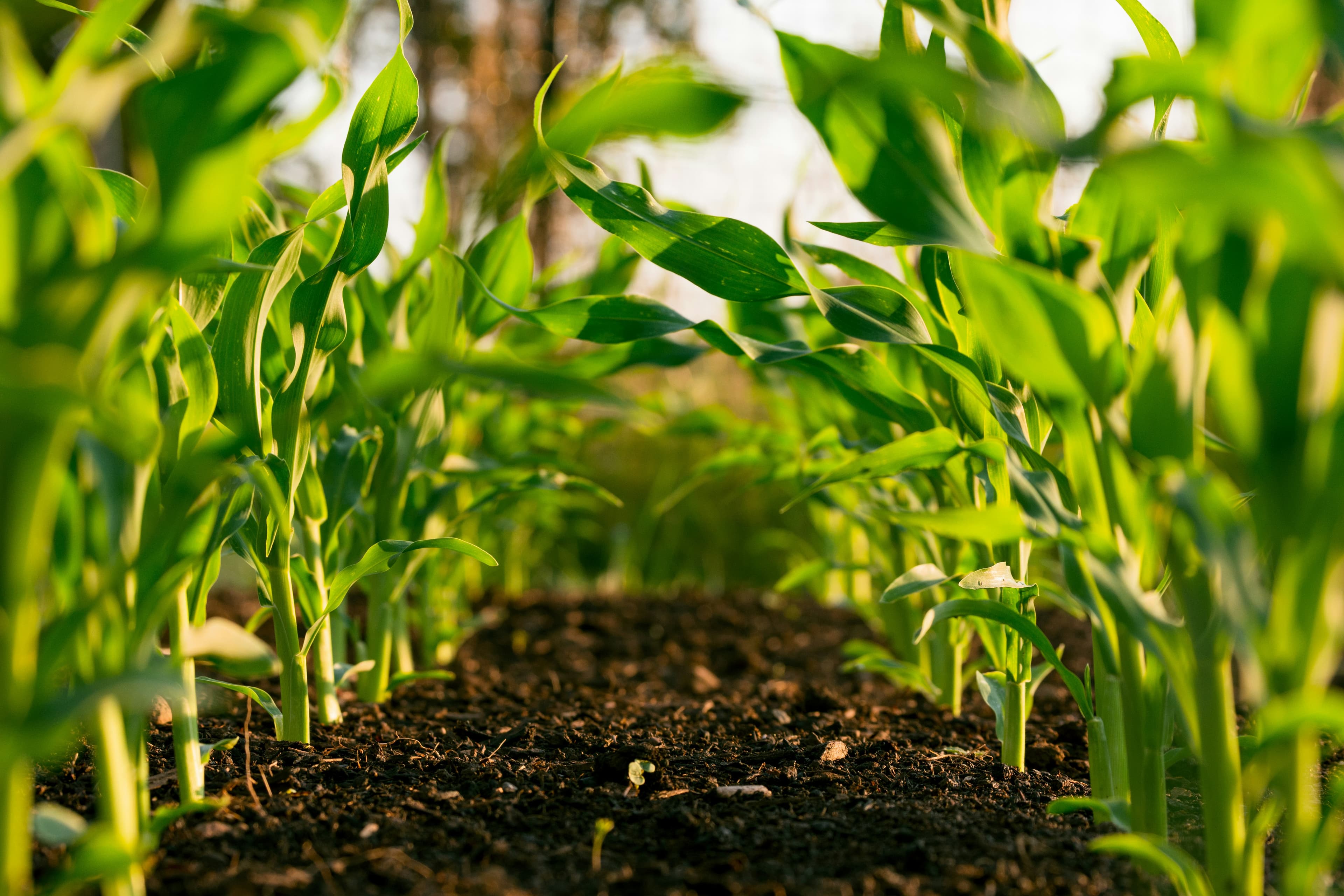 Corn field on a Canadian farm
